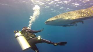 Baby Whaleshark