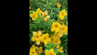 Allamanda propagation in water / How to grow Allamanda plant from cutting