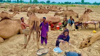 Chishtian Desert Camel People Life Style and Their Morning Routine | Camle Milking