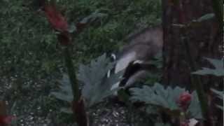 A badger in my garden