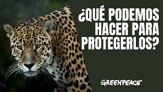 4 animales en peligro de extinción en México 😢💔