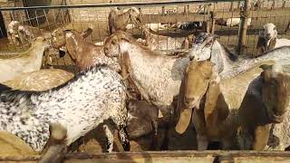 Rana Abdul Qadeer 275EB Jamlera Burewala Goat Farm Visit