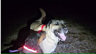 Enchanted Evening Stroll: Aslan & Neela's First Snow Frolic in the Forest