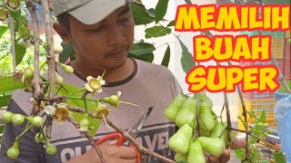 Cara Memilih Bakal Buah Jambu Madu Deli (MDH)