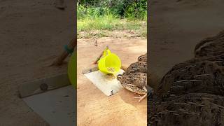 New DIY Trap - Quail Trap #shorts