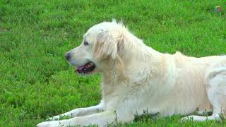 cute and white golden retriever