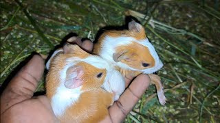 my guinea pig gives birth to 3 baby guinea pigs | How to care for baby guinea pigs