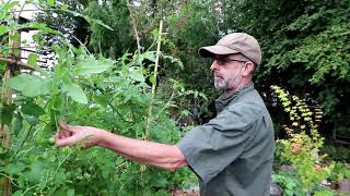 Mike and how he manages the tomato plants