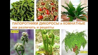 220. Папоротники дикоросы и комнатные, как различать, готовить, польза.