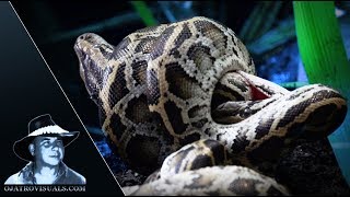 Burmese Python  Hatchlings Fighting 01