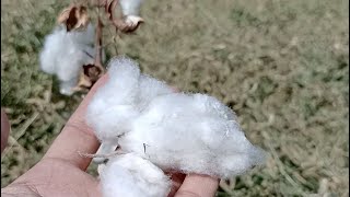 Cotton plant in pakistan | new cotton varieties in pakistan 2020