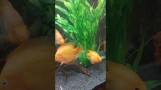 Beautiful Fishes in the Fish Tank | Pet Fishes | Kiki's Time