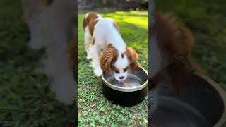 Dogs love our stainless steel bowls! #dog #nationaldogday #puppy #dogbowl #sargeknives