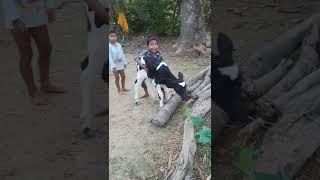 Children playing with new born calf