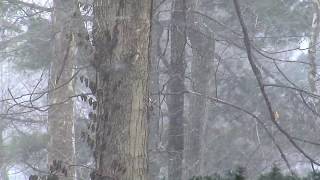 Snow in Indiana Woods