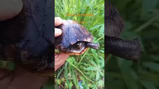 #Tartaruga 🐢 muçuã menor brasileira encontrada no nordeste#natureza#shorts#presevação 🇧🇷