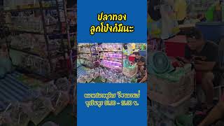 ปลาลูกโป่ง ? #ตลาดปลาจตุจักร #ตลาดปลาสวยงาม #ตลาดปลาลานเร่