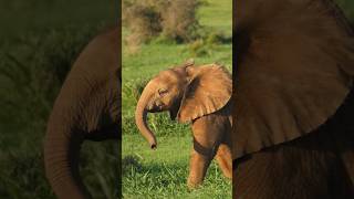 Baby Elephants!! 🐘🐘🐘 #wildlife #elephant #explore