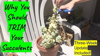 How To Trim Succulents with Dropped Leaves and Long Stems