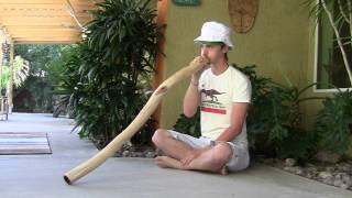 "Dronenado" Eucalyptus Didgeridoo by Derwood Yumundi