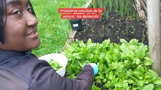 Récolte  des épinards malgré la pluie ☔️