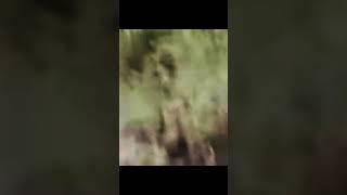 BIGFOOT IN THE FOREST - BIGFOOT SIGHTINGS