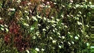 WILD FLAX FLOWER