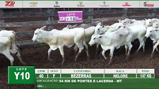 LOTE Y10