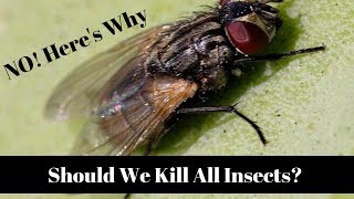 What If We "Deleted" All Insects From Earth?