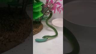 Rough Green Snake Loves Hornworms #roughgreensnake #snake #hornworm