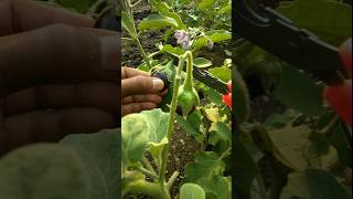 harvested some brinjals to make vegetable #nature #farming #brinjal #shorts