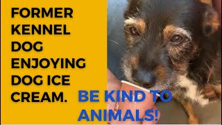 Adorable former rescue dog enjoying dog ice cream- be kind to all animals