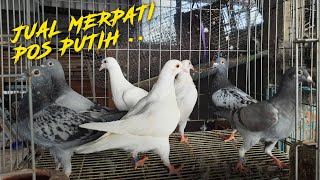 JUAL MERPATI POS PUTIH SALJU PAUL PUPUR | 0896-6846-1988