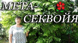 Метасеквойя -  восхитительное дерево для сада!