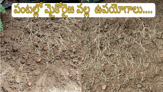 #mycorrhiza fungi#మైకొరైజ వల్ల పంటలో ఉపయోగాలు#root growth#viral#chilli#turmeric@pallerythu1