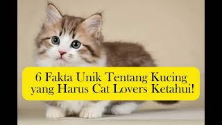 6 Fakta Unik Tentang Kucing yang Harus Cat Lovers Ketahui..!!!