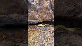 SNAKE IN WATERFALLS #snake #rainforestsound #waterfall