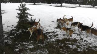 Balade sous la neige du lot de belage du Ron dé l'APio