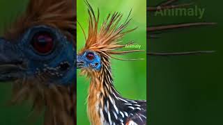 Hoatzin 💩 Poop Bird