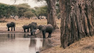 Tarangire National Park, Tanzania @NndeeAfrika