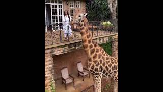 Giraffe Best Animals compilation 2021| #shorts | Top Viral Animal Videos