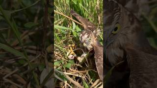 Falcon hunting #birds #falcon #bird #wildlife #eagle #hawk #shorts #animals #hunting #attack