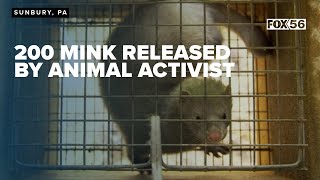 Animal activists released mink from mink farm, activists and fur farmers clash on animal cruelty