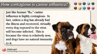 Canine Influenza