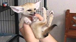 A Happy Strawberry Fennec Fox