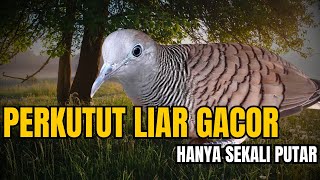 Wajib Dengar! Suara Perkutut Liar Auto Gacor