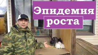 Смешиваю две породы КРОЛИКОВ  и РЕЗУЛЬТАТ превосходит все ожидания.