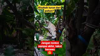 bisakah kucing ini turun dari pohon? 😁