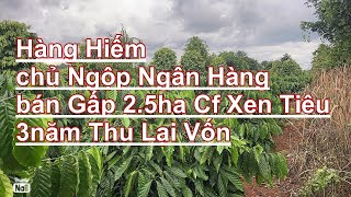 Bán gấp trả ngân hàng 2.4 ha cafe tiêu nguồn thu mạnh giá rẻ