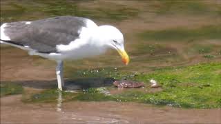 Lunching in the Teign (June 2019)